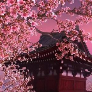 Когда цветет сакура и как проводят эти дни в Японии Когда начинается цветение сакуры
